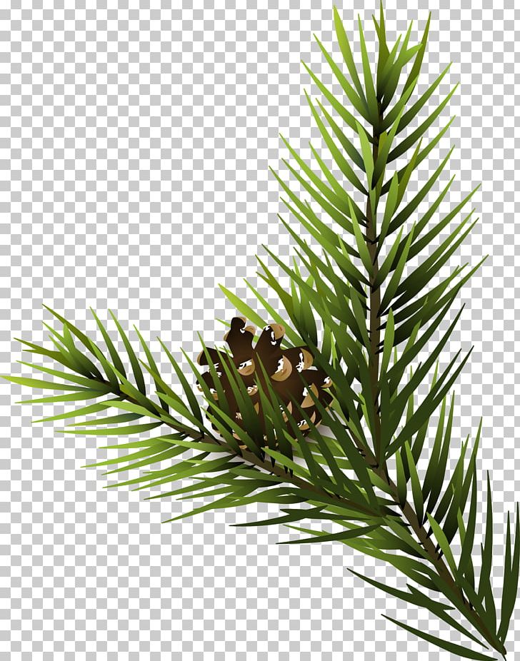 Fir Pine Spruce Conifer Cone PNG, Clipart, Botany, Branch, Christmas, Conifer, Conifers Free PNG Download