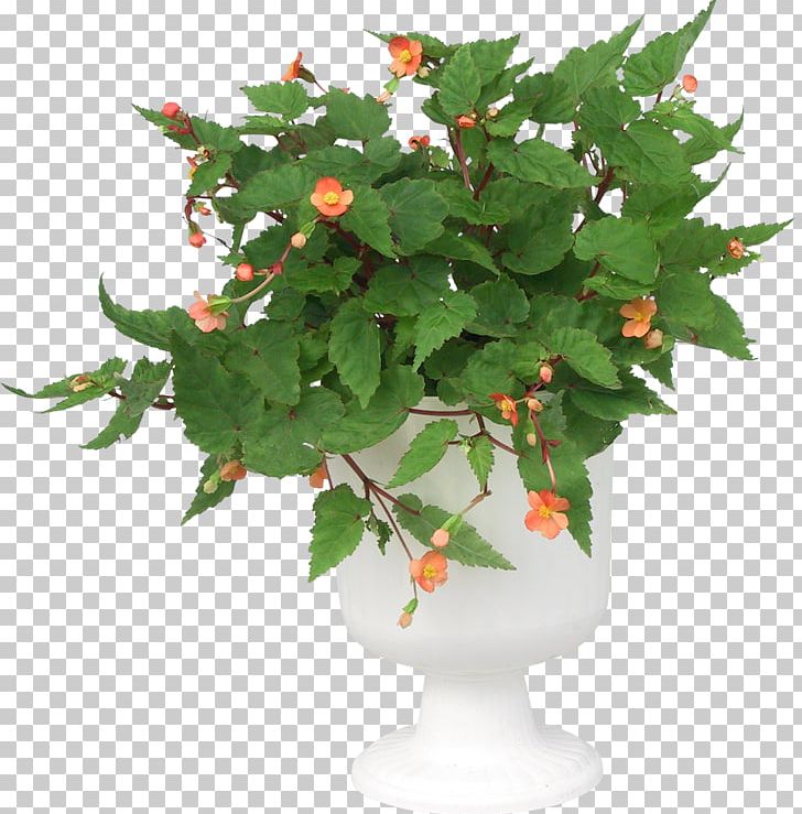 Flowerpot Green PNG, Clipart, Bonsai, Download, Encapsulated Postscript, Flower, Flowering Plant Free PNG Download