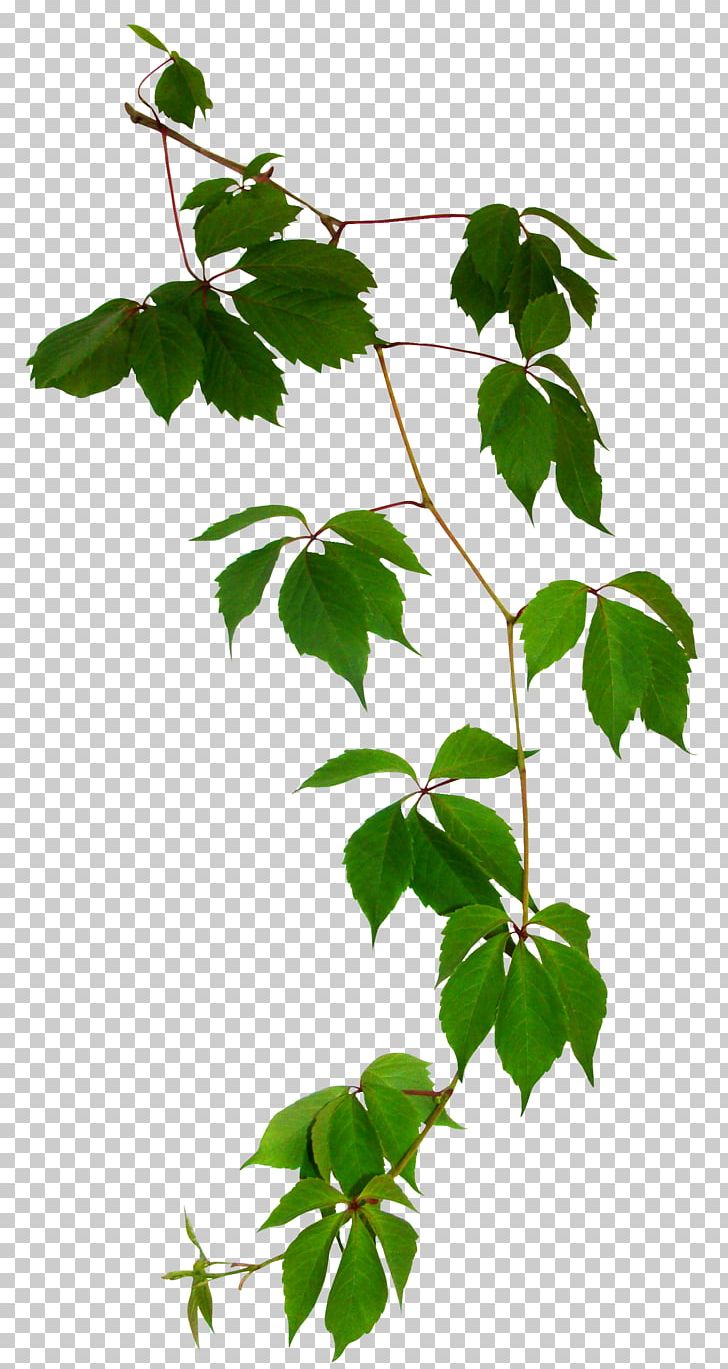 Leaf PNG, Clipart, Branch, Computer Icons, Drawing, Encapsulated Postscript, Flowering Plant Free PNG Download