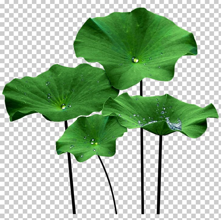 Nelumbo Nucifera Lotus Effect Leaf PNG, Clipart, Aquatic Plants, Clip Art, Extract, Flower, Green Free PNG Download