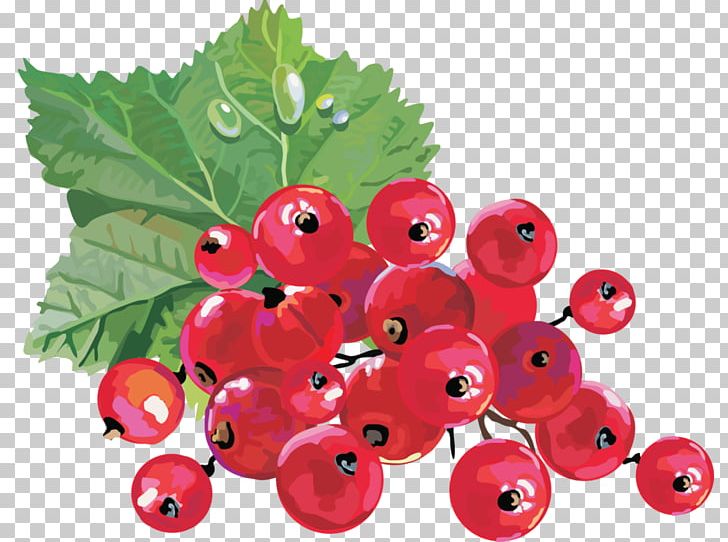 Redcurrant Blackcurrant Berry PNG, Clipart, Bilberry, Cranberries, Cranberry, Currant, Drawing Free PNG Download