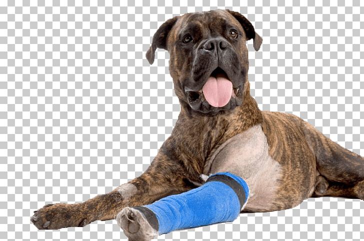 Dog Anterior Cruciate Ligament Puppy Pet Veterinarian PNG, Clipart, Animals, Anterior Cruciate Ligament Injury, Arthritis, Bone Fracture, Boxer Free PNG Download