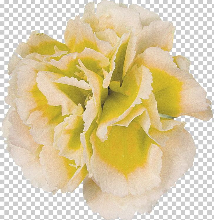 Flower Photography Yellow PNG, Clipart, Black And White, Carnation, Cut Flowers, Display Resolution, Flower Free PNG Download