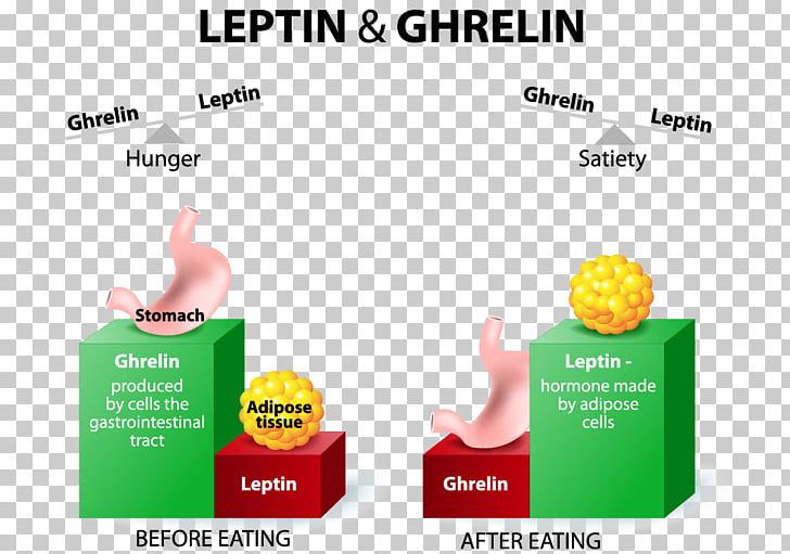 Ghrelin Leptin Hunger Appetite Hormone PNG, Clipart, Adipose Tissue, Advertising, Appetite, Brand, Communication Free PNG Download