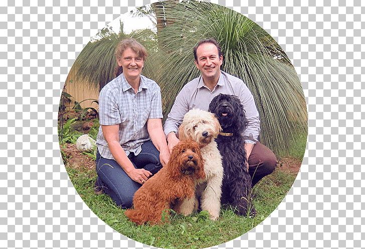Goldendoodle Labradoodle Puppy Poodle Dog Breed PNG, Clipart, Animals, Assistance Dog, Australian, Breed, Breeder Free PNG Download