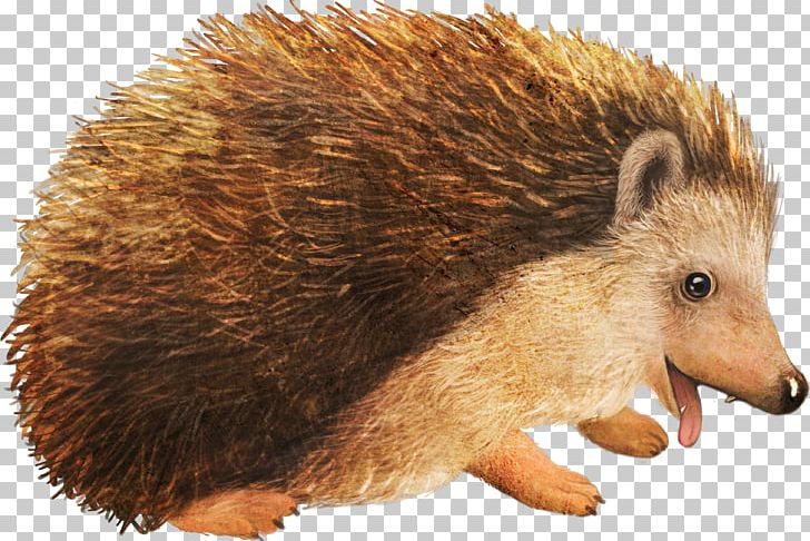 Hedgehog Cartoon PNG, Clipart, Advertising, Advertising Design, Animal, Animals, Animation Free PNG Download