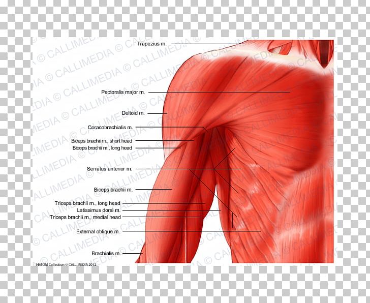 Arm Shoulder Muscle Human Body Coronal Plane PNG, Clipart, Abdomen, Anatomy, Arm, Blood Vessel, Body Free PNG Download