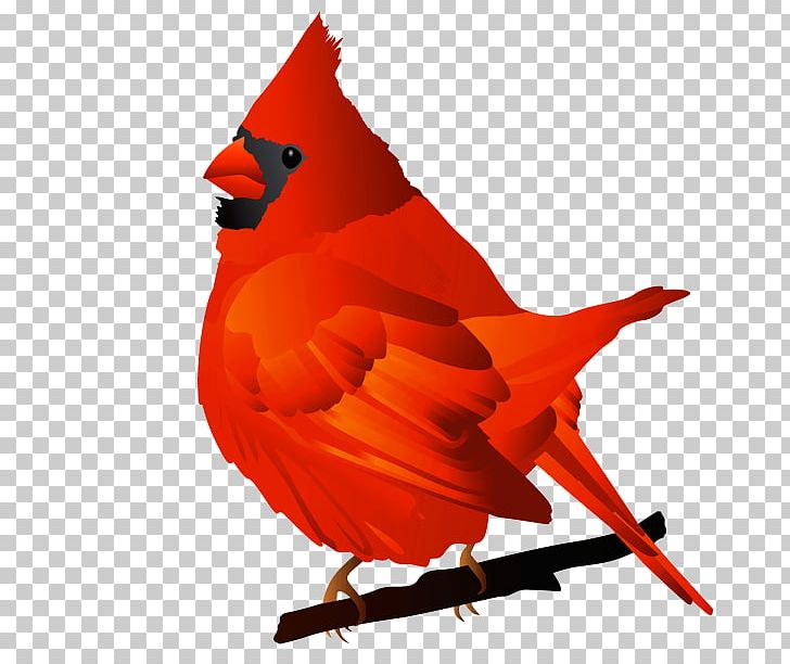 Bird Northern Cardinal St. Louis Cardinals Free Content PNG, Clipart, Beak, Bird, Cardinal, Cardinals Cliparts, Document Free PNG Download