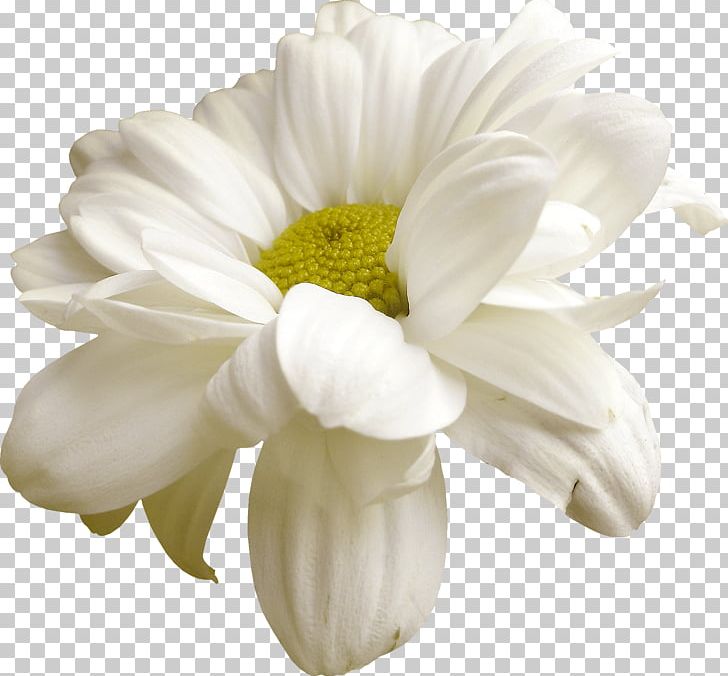Cut Flowers Easter PNG, Clipart, Art White, Chrysanths, Clip Art, Cut Flowers, Daisy Free PNG Download