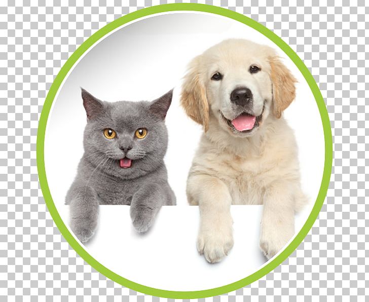 Dog–cat Relationship Sphynx Cat Veterinarian Pet PNG, Clipart, Animals, Breed Group Dog, Carnivoran, Cat Like Mammal, Companion Dog Free PNG Download