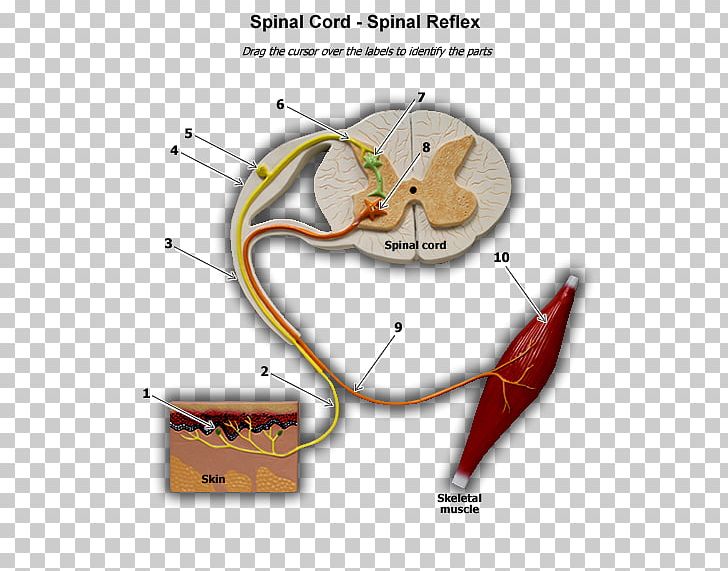 Line Ear Angle PNG, Clipart, Angle, Art, Diagram, Ear, Line Free PNG Download