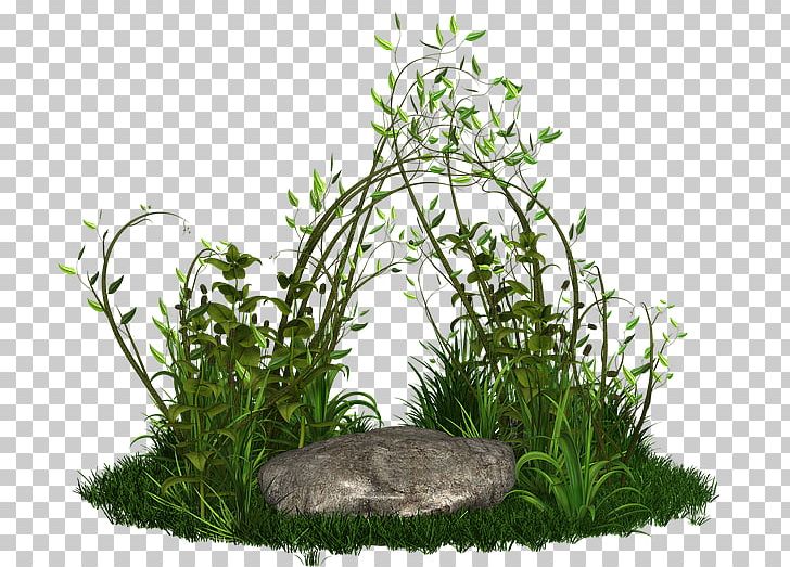 Plant Tree Grasses PNG, Clipart, Aquarium Decor, Family, Flowerpot, Food Drinks, Forest Free PNG Download