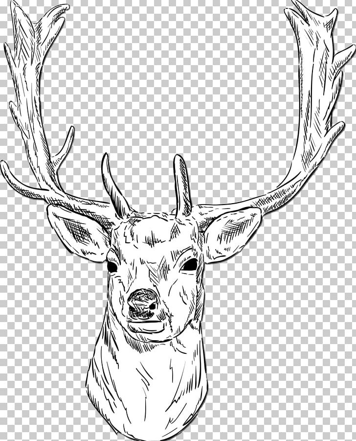 White-tailed Deer Roe Deer Fallow Deer Drawing PNG, Clipart, Animals, Antler, Artwork, Black And White, Deer Free PNG Download
