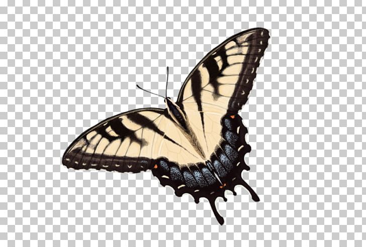 Brush-footed Butterflies Butterfly Insect Computer Icons PNG, Clipart, Arthropod, Brush Footed Butterfly, Butterflies And Moths, Butterfly, Computer Free PNG Download