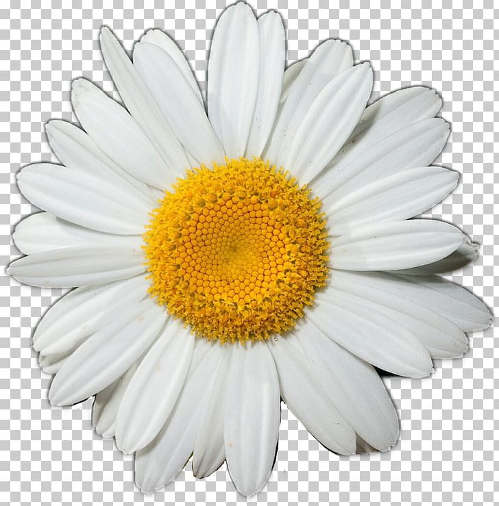 Common Daisy Flower PNG, Clipart, Aster, Chamaemelum Nobile, Chamomile, Chrysanths, Clip Art Free PNG Download