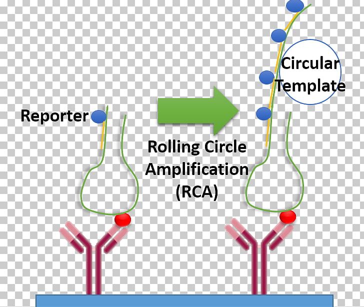 Rolling Circle Replication Amplifikacija Aptamer DNA Replication PNG, Clipart, Amplifikacija, Angle, Antibody, Aptamer, Area Free PNG Download