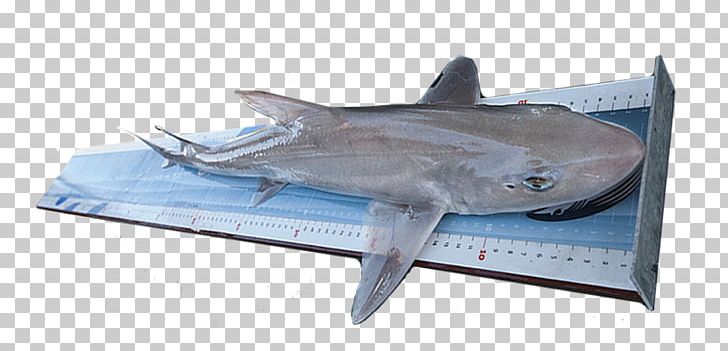 Tiger Shark International Game Fish Association Measurement PNG, Clipart, Animal, Australian Rules, Carcharhiniformes, Cartilaginous Fish, Fauna Free PNG Download