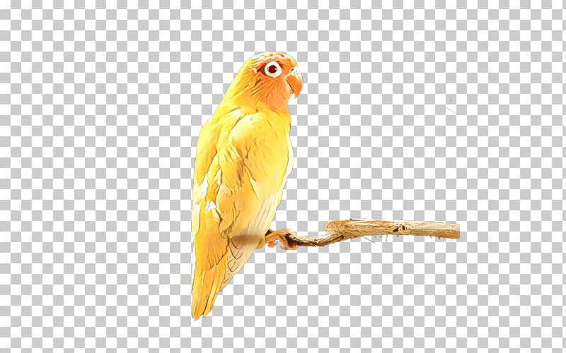 Lovebird PNG, Clipart, Atlantic Canary, Beak, Bird, Budgie, Canary Free PNG Download