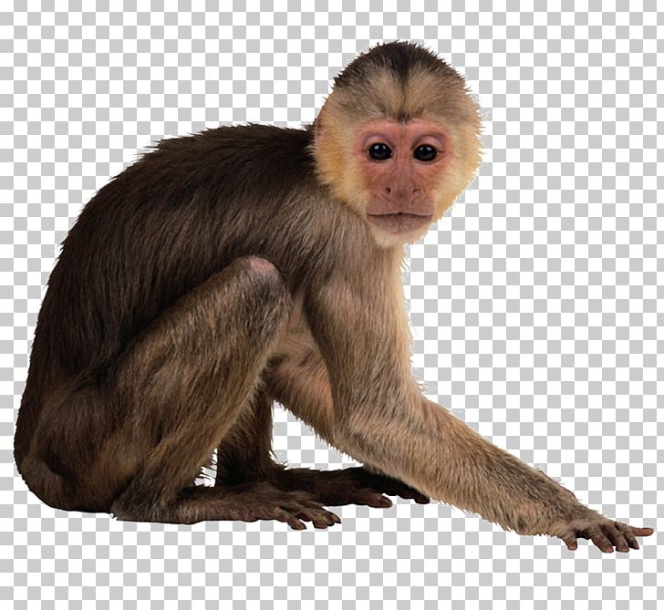 Capuchin Monkey Desktop PNG, Clipart, Animal, Animals, Capuchin Monkey, Computer Icons, Desktop Wallpaper Free PNG Download