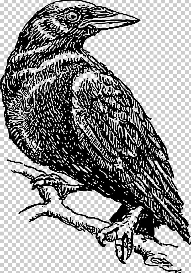 Common Raven American Crow Bird PNG, Clipart, American Crow, Animals, Beak, Bird, Bird Of Prey Free PNG Download