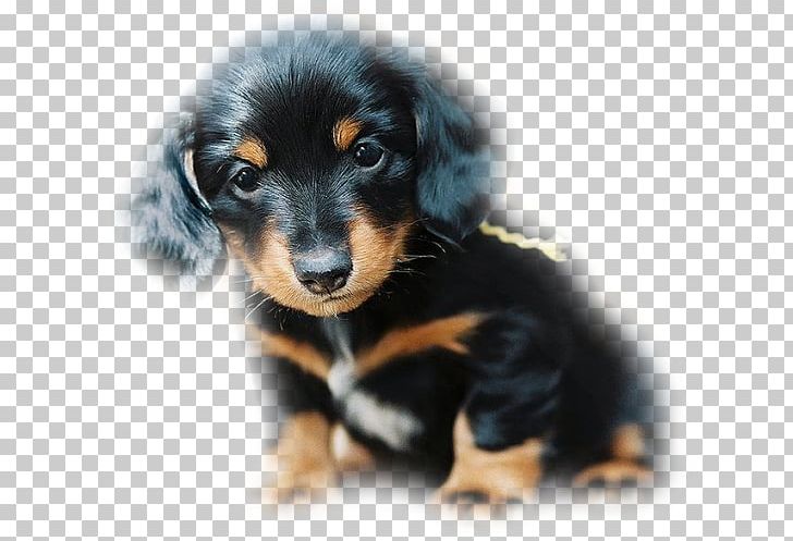 Dachshund Puppy Black And Tan Coonhound German Shepherd South Russian Ovcharka PNG, Clipart,  Free PNG Download