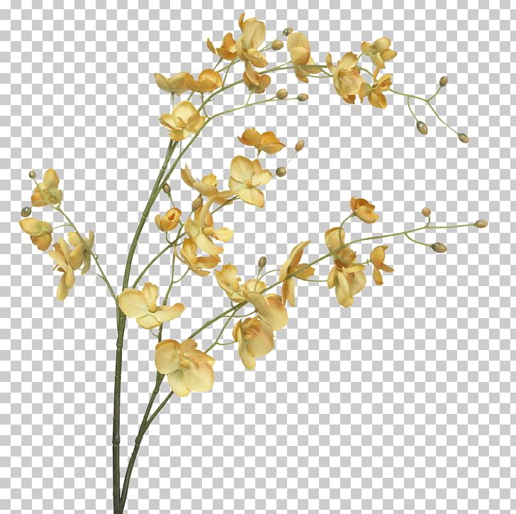Moth Orchids Cut Flowers Plant Stem PNG, Clipart, Blossom, Branch, Cut Flowers, Faux, Female Free PNG Download