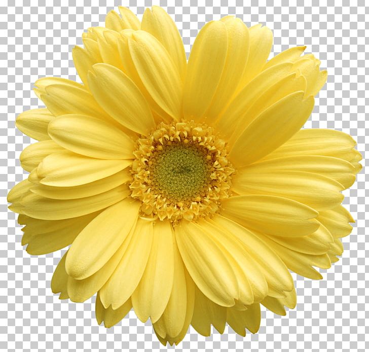 Transvaal Daisy Daisy Family Flower Yellow PNG, Clipart, Blackeyed Susan, Chrysanthemum, Chrysanths, Common Daisy, Cut Flowers Free PNG Download
