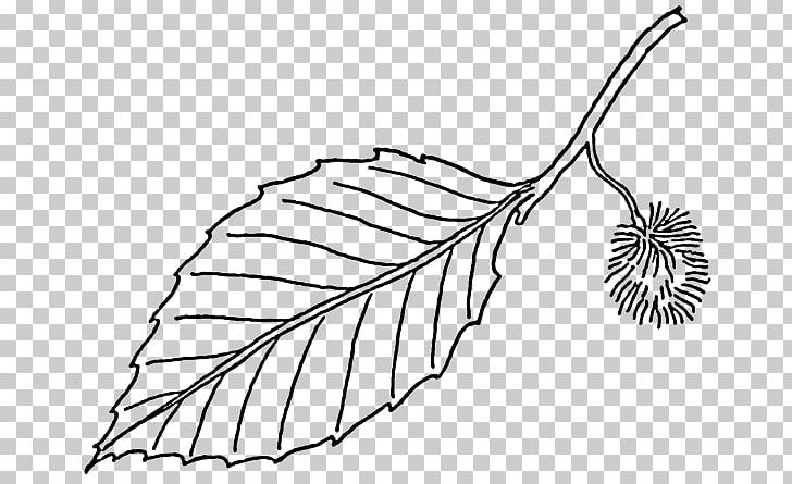 Beech Leaf Tree PNG, Clipart, Artwork, Bark, Beech, Black And White, Botany Free PNG Download