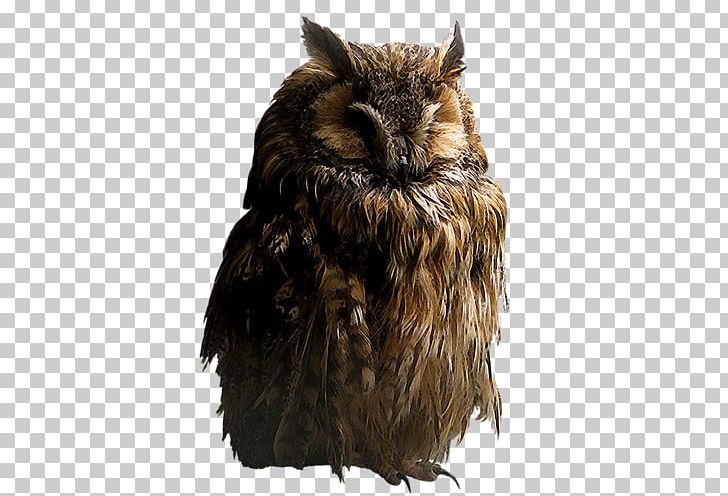 Brown Hawk-owl PNG, Clipart, Animal, Animals, Barn Owl, Beak, Bird Free PNG Download
