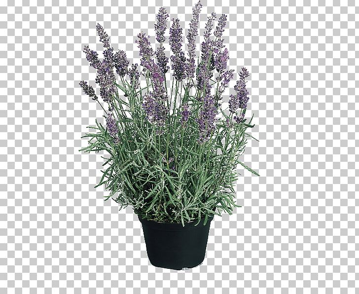 English Lavender Hidcote Manor Garden Perennial Plant Seed Flower PNG, Clipart, Blue, Cut Flowers, English Lavender, Flower, Flower Garden Free PNG Download
