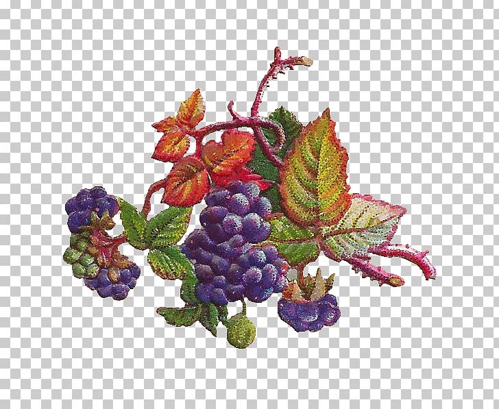 Grapevines Concord Grape Grape Leaves Berry PNG, Clipart, Art, Berry, Bilberry, Boysenberry, Concord Grape Free PNG Download