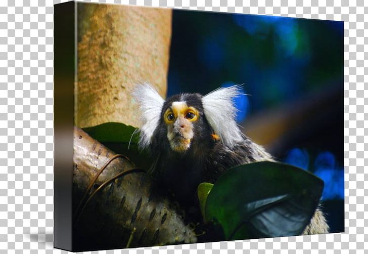 New World Monkeys Marmot Kind Art PNG, Clipart, Art, Canvas, Cercopithecidae, Imagekind, Index Term Free PNG Download
