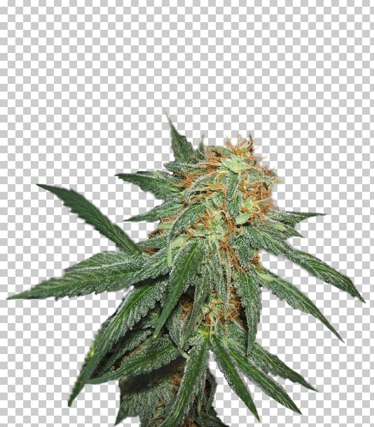Seed Marijuana Cultivar Blossom Crop Yield PNG, Clipart, Aptitude, Blossom, Brainstorm, Cannabis, Conifer Cone Free PNG Download