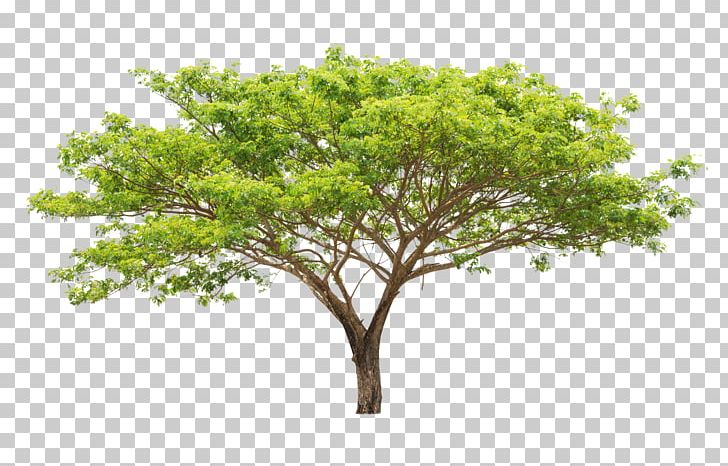 Tree Leaf Euclidean Branch Plant PNG, Clipart, Arbor Day, Arecaceae, Branch, Branch Plant, Design Free PNG Download