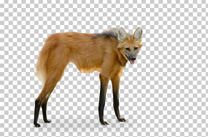 Maned Wolf Red Fox Szeged Zoo Photography PNG, Clipart, Canidae, Carnivoran, Chrysocyon, Coyote, Dog Like Mammal Free PNG Download