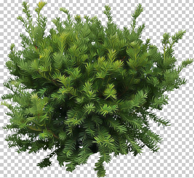 Plant White Pine Tree Yellow Fir Red Juniper PNG, Clipart, American Larch, Flower, Leaf, Plant, Red Juniper Free PNG Download