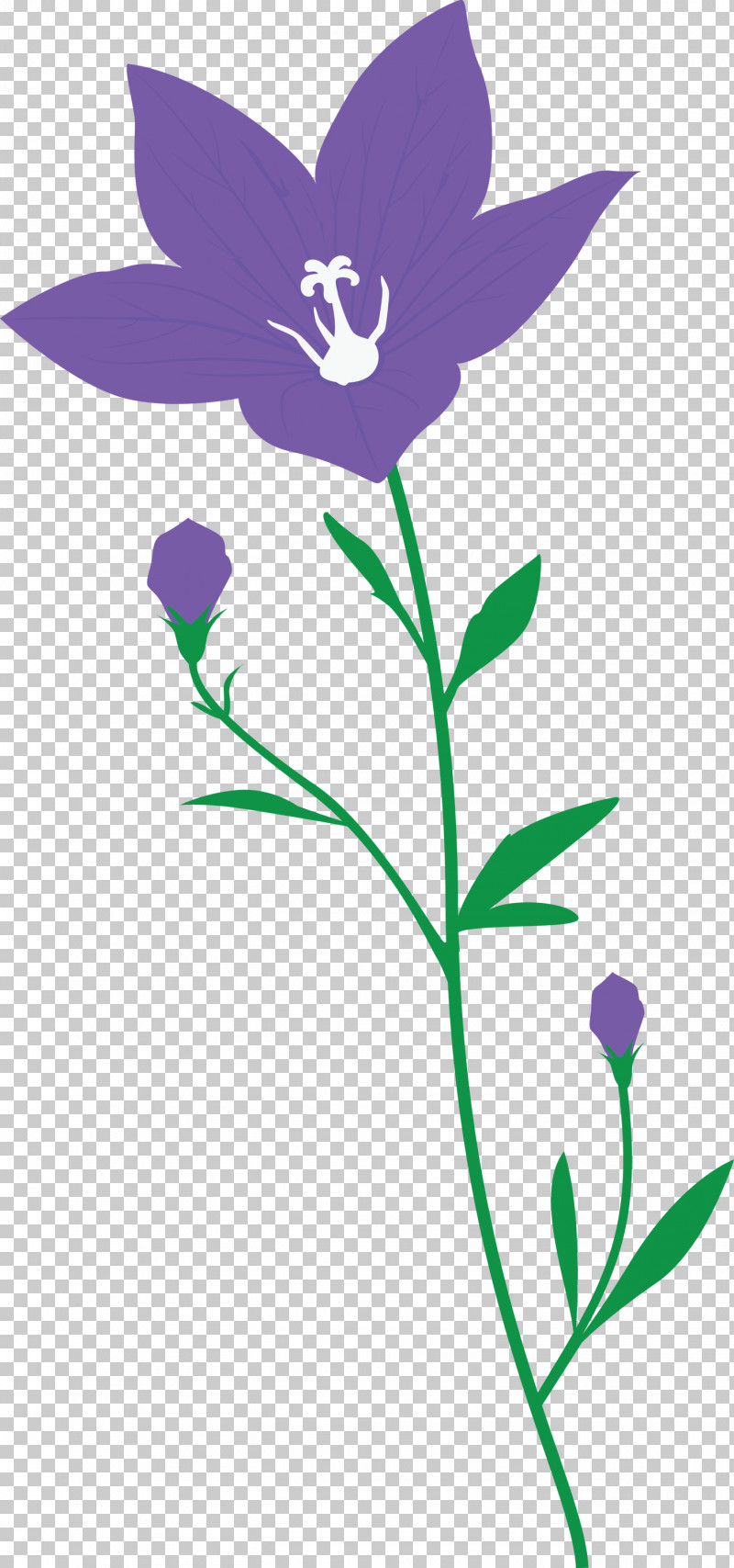 Balloon Flower PNG, Clipart, Balloon Flower, Flora, Floral Design, Flower, Herbaceous Plant Free PNG Download