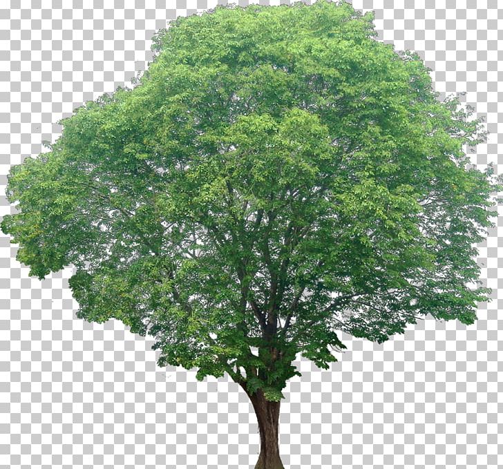 Acer Ginnala Red Maple Tree Shrub PNG, Clipart, Acer Ginnala, Architectural Rendering, Autocad Dxf, Branch, Leaf Free PNG Download