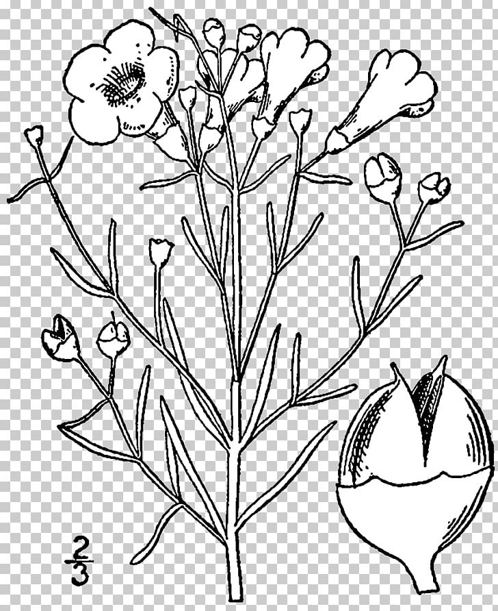 An Illustrated Flora Of The Northern United States Agalinis Plant Drawing PNG, Clipart, Agalinis Maritima, Agalinis Purpurea, Black And White, Botany, Branch Free PNG Download
