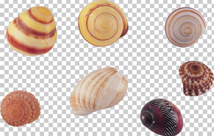 Seashell Sea Snail PNG, Clipart, Animals, Baltic Clam, Clam, Clams Oysters Mussels And Scallops, Cockle Free PNG Download