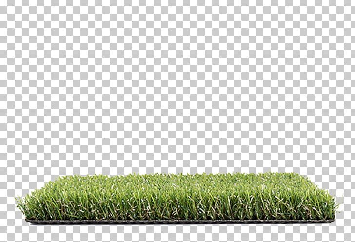 Allegro Lawn Artificial Turf Cupressus Proposal PNG, Clipart, Allegro, Arborvitae, Artificial Turf, Auction, Carpet Free PNG Download