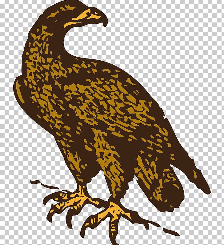 Bald Eagle Golden Eagle PNG, Clipart, Animal, Animals, Bald Eagle, Beak, Bird Free PNG Download