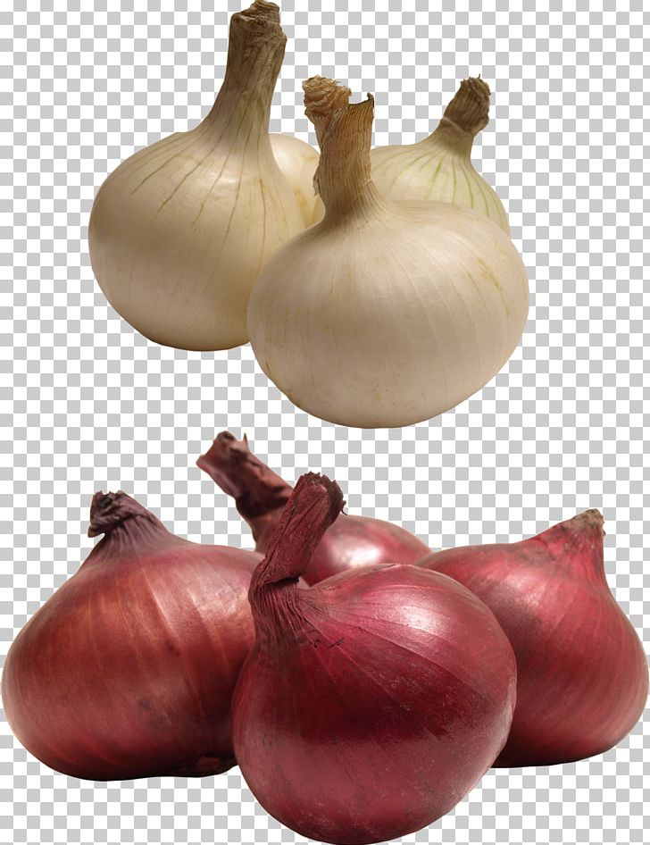 Red Onion Yellow Onion Shallot Garlic PNG, Clipart, Author, Food, Garlic, Ingredient, Onion Free PNG Download