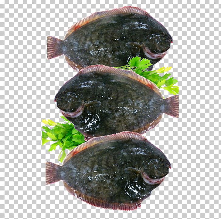 Flatfish Snout PNG, Clipart, Animal Source Foods, Fish, Fish Fillet, Flatfish, Organism Free PNG Download