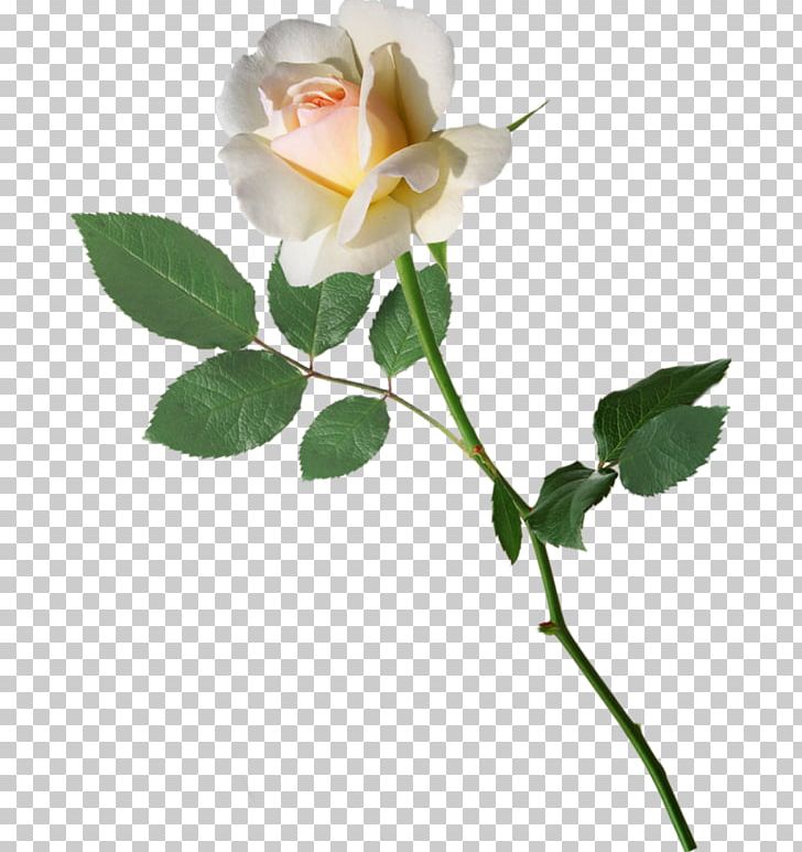 Garden Roses Cabbage Rose Cut Flowers Bud Plant Stem PNG, Clipart, Black, Black Rose, Branch, Bud, Bud Plant Free PNG Download