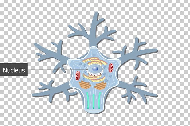 Soma Unipolar Neuron Cell Neurofilament PNG, Clipart, Antler, Axon, Cell, Cell Nucleus, Dendrite Free PNG Download