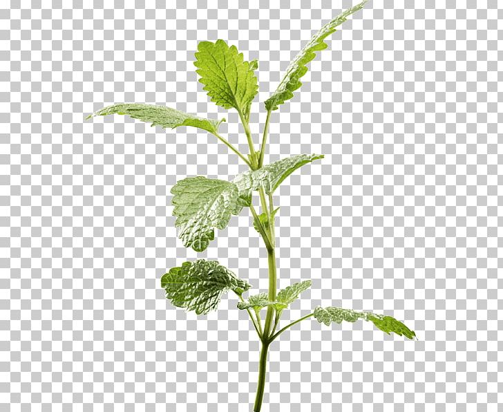 Spearmint Lemon Balm Peppermint Herb Plants PNG, Clipart, Food, Herb, Herbaceous Plant, Herbal, Ingredient Free PNG Download