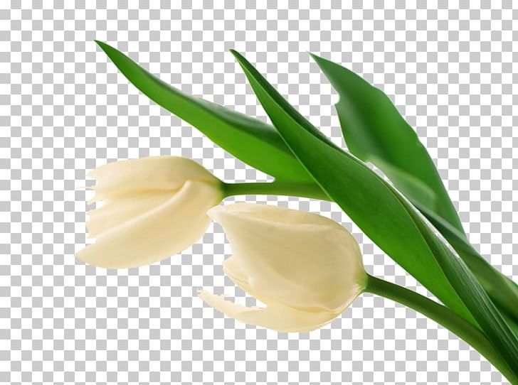 Tulip Wedding Dress Flower White Desktop PNG, Clipart, Ball Gown, Blue, Bud, Desktop Wallpaper, Dress Free PNG Download