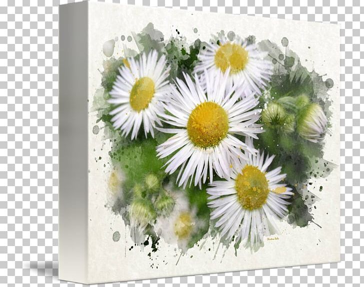 Common Daisy Floral Design Watercolor Painting Art PNG, Clipart, Art Museum, Aster, Canvas, Chrysanths, Cut Flowers Free PNG Download