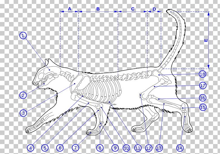Felidae Maine Coon Kitten Cat Anatomy PNG, Clipart, Anatomy, Angle, Area, Artwork, Bone Free PNG Download